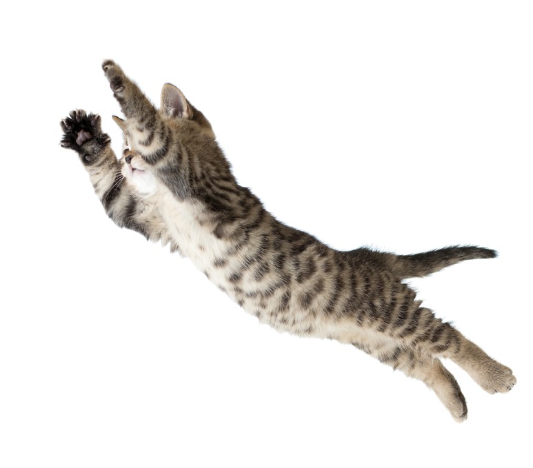 Прыгающий котик
